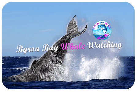 whale-sight-seeing-tours-byron-bay